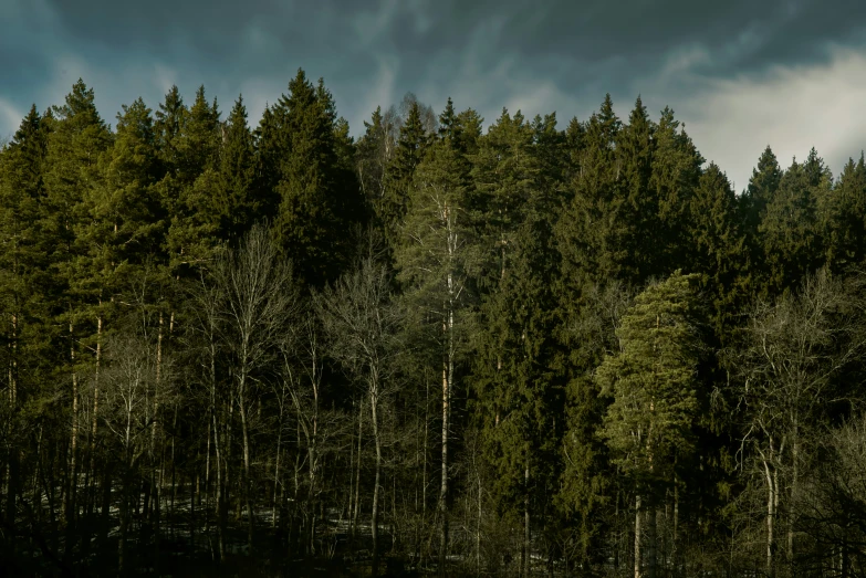 a group of pine trees surrounded by thick green forest