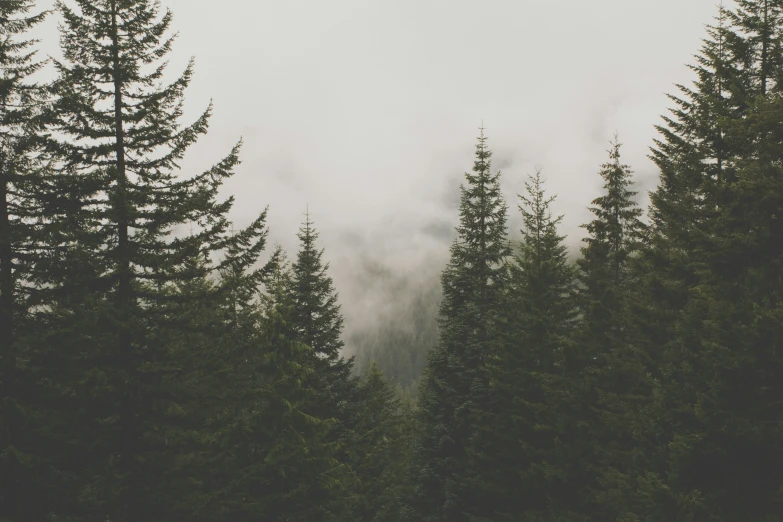 evergreen forest with mist in the background and fog