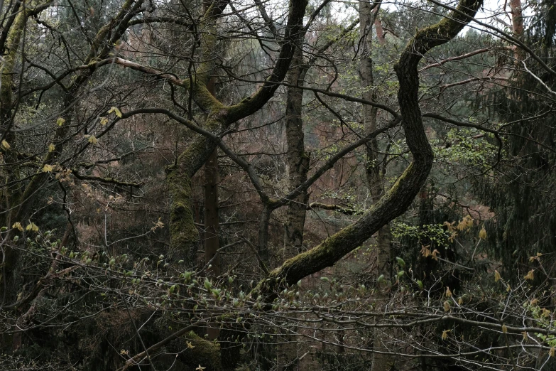 a tree covered forest is shown with green moss