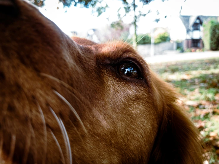 close up of a dog with his nose near the camera