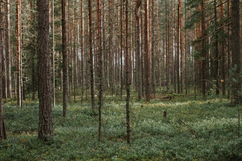 the forest is full of trees that are mostly covered in grass