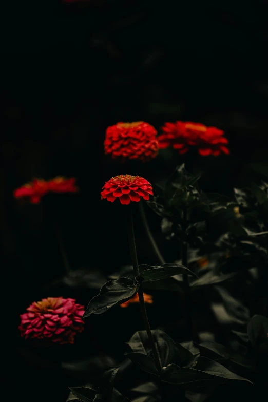 a plant with several red flowers growing out of it