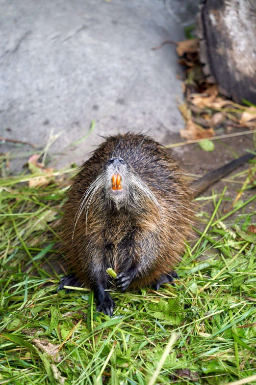 a rodent sitting in the grass staring back