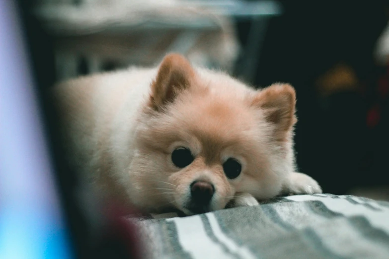 an adorable little dog that is laying down