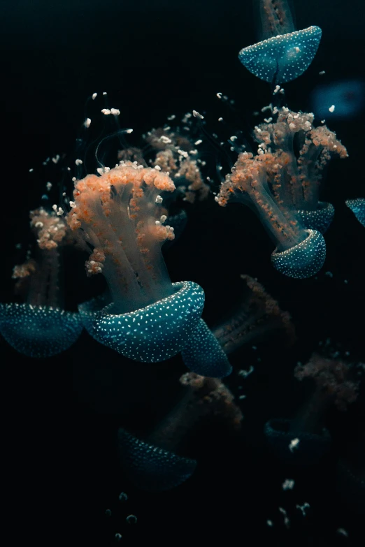 there are many blue corals under water