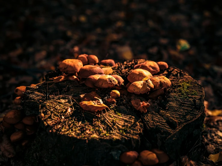 a tree trunk with mushrooms growing on it