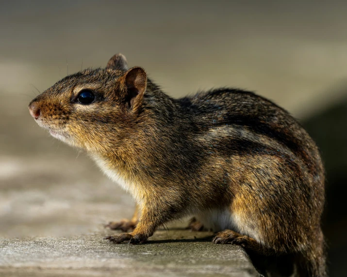 a brown rodent sits on a ledge with its nose up