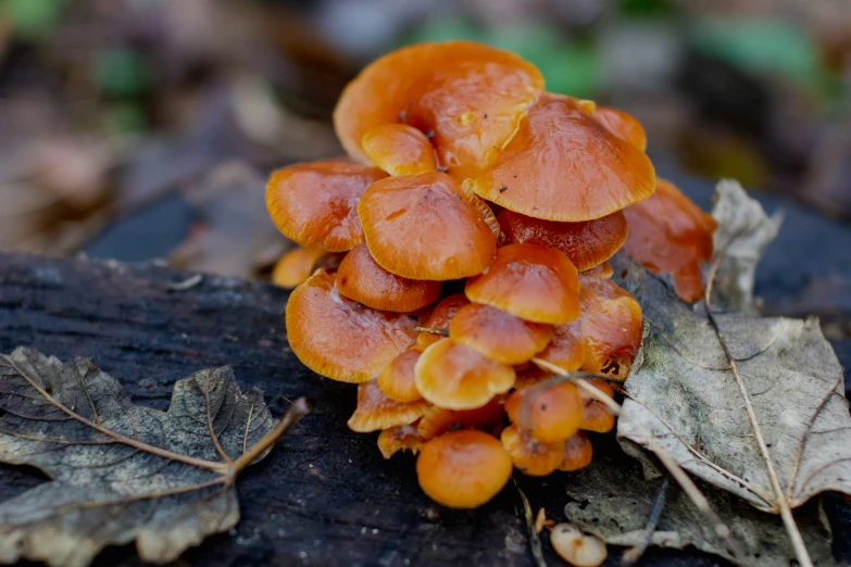 a cluster of orange mushrooms sitting on the ground