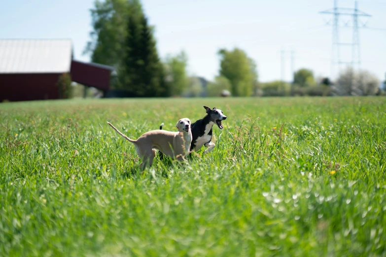 two dogs running through a field with green grass