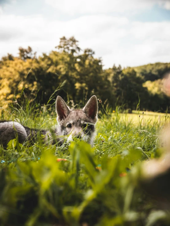 a dog laying down in the tall grass