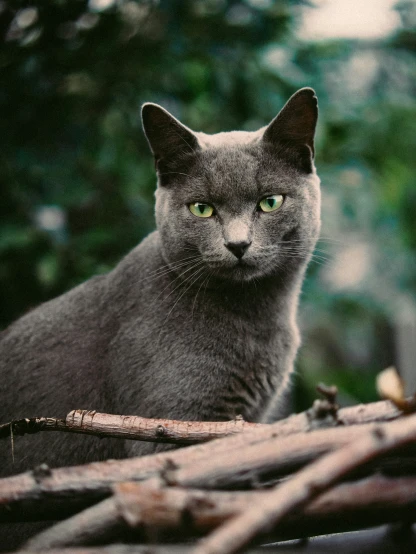 a grey cat sits outside in the grass