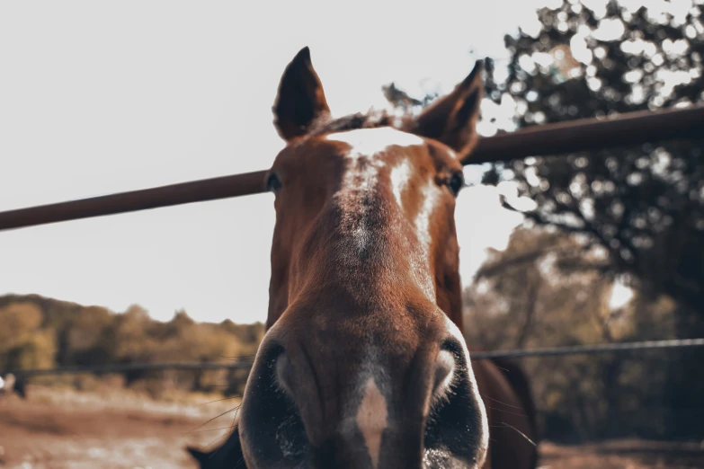 a horse is staring over a fence in a field