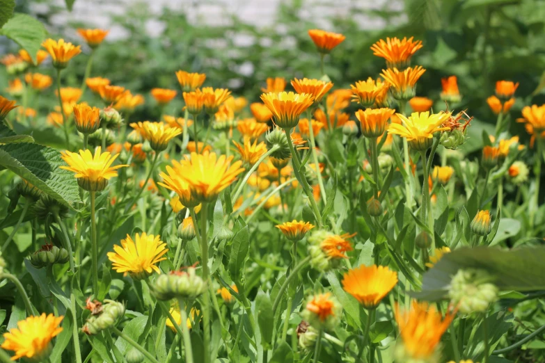 flowers are growing all around and in the grass