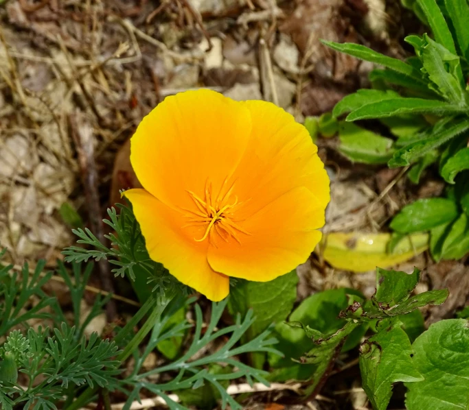 an orange flower standing near a rock wall