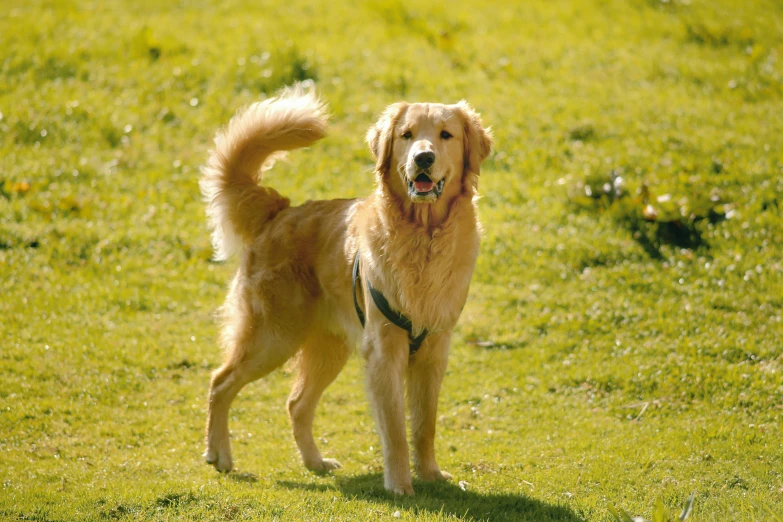 a large brown dog standing on top of a green field