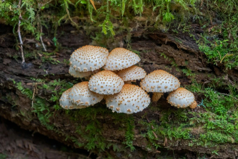 several white mushrooms are growing in the forest