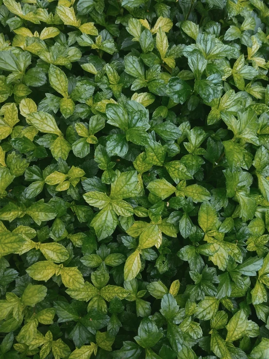 top view of fresh green leaves on the nches