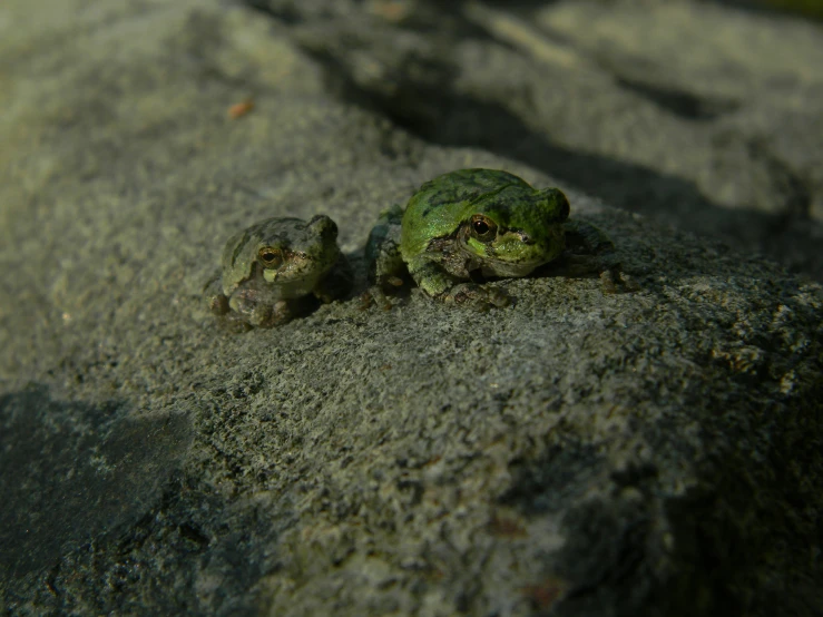 two frogs are sitting on a rock, one is green