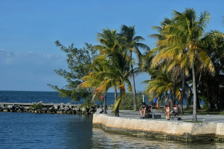 a park bench that has palm trees by the water