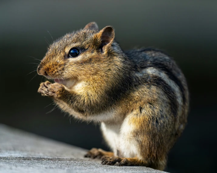 a cute little squirrel standing on top of a rock