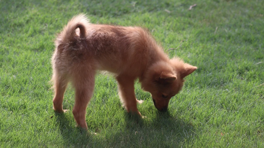 the puppy has long fur and is sniffing the ground