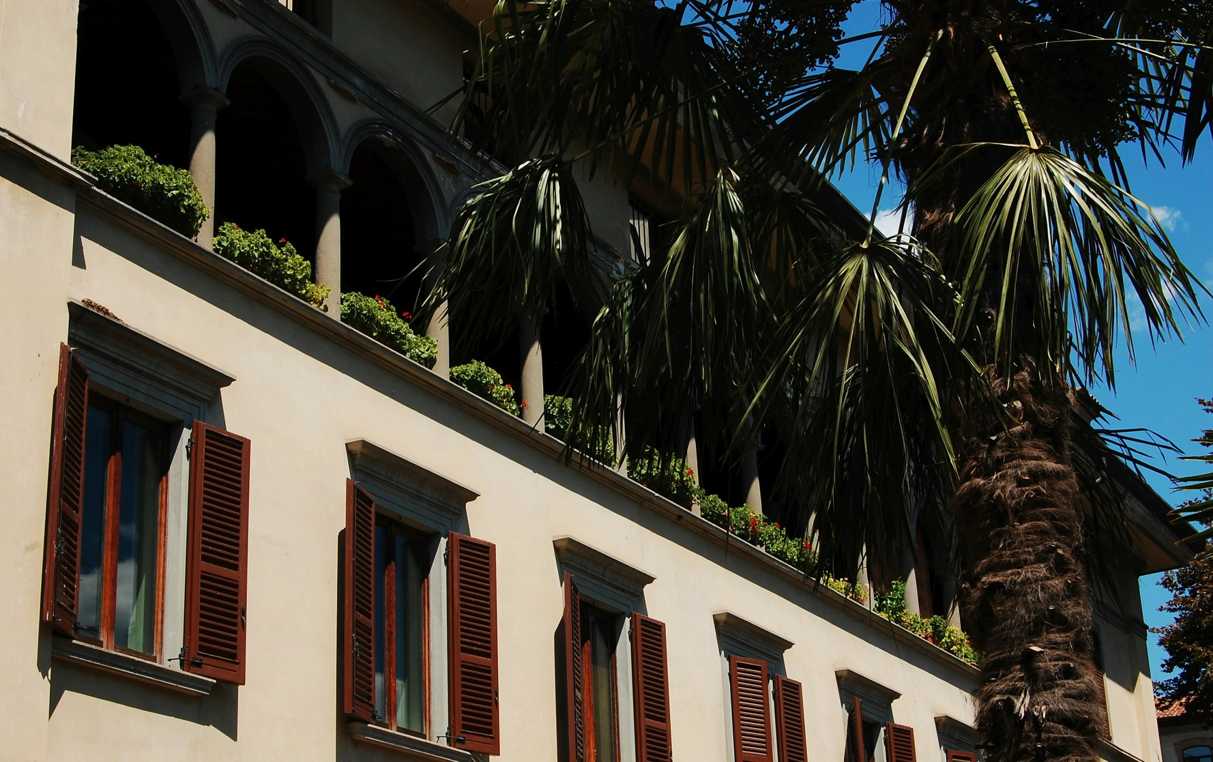 a view of a building with red shutters, a tree and palm in front