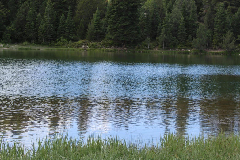 the large body of water is full of trees