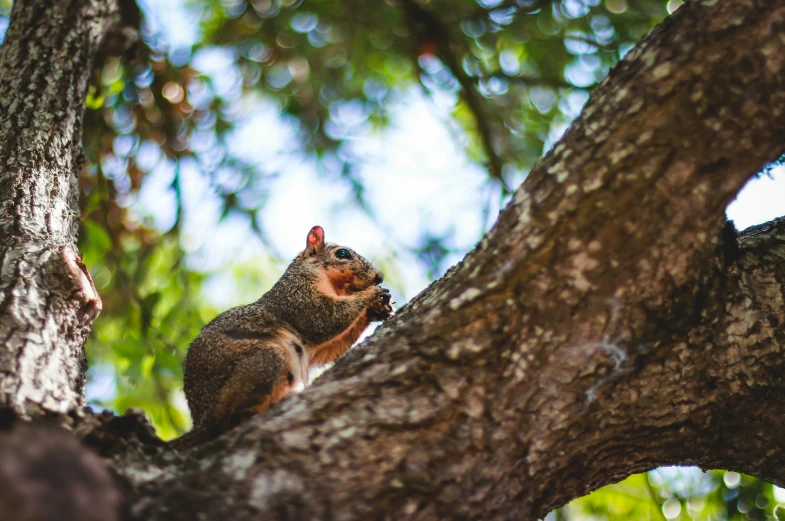 the squirrel sits on top of a large tree nch