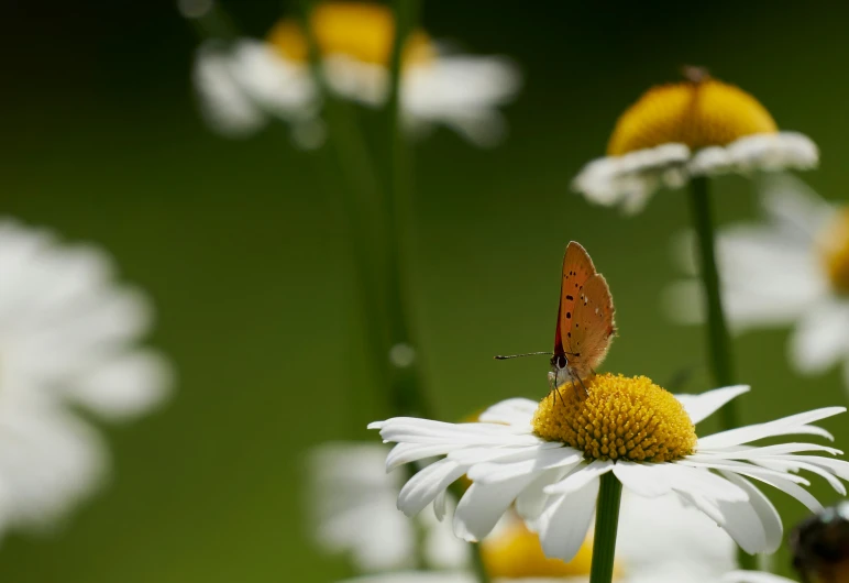 a red erfly sitting on top of a white daisy