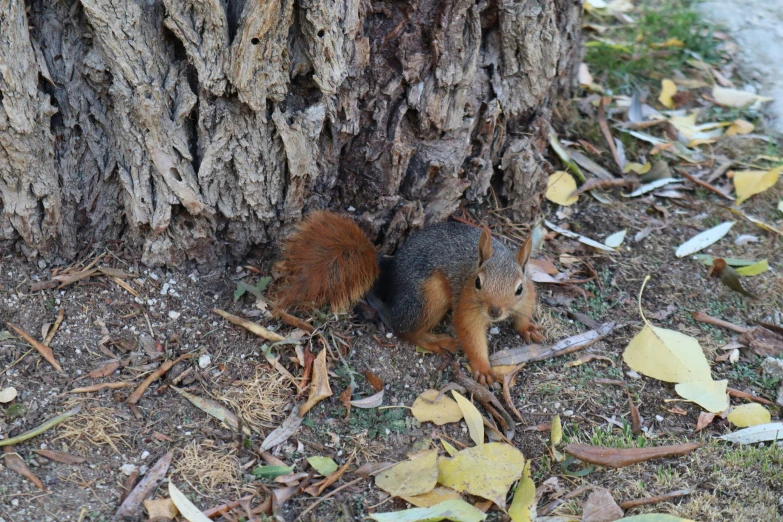 an image of two squirrels under the bark