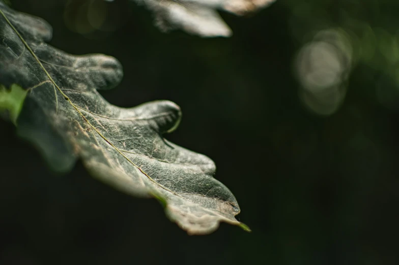 a leaf is pictured through the nches of some trees