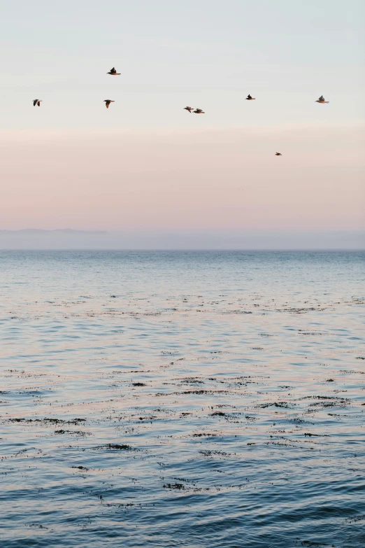 a group of birds flying over a lake