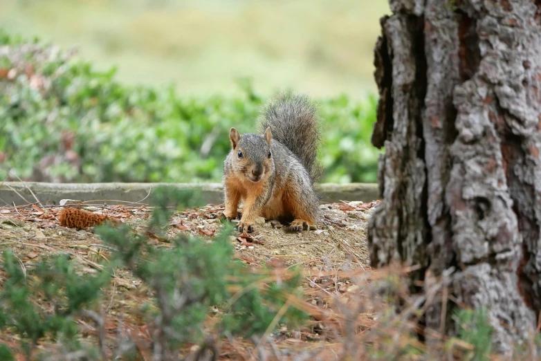 a grey squirrel standing in front of a tree