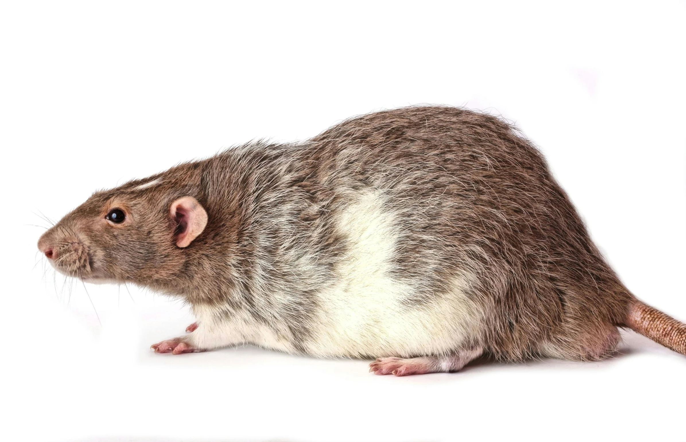 a brown and white rat sitting on the ground