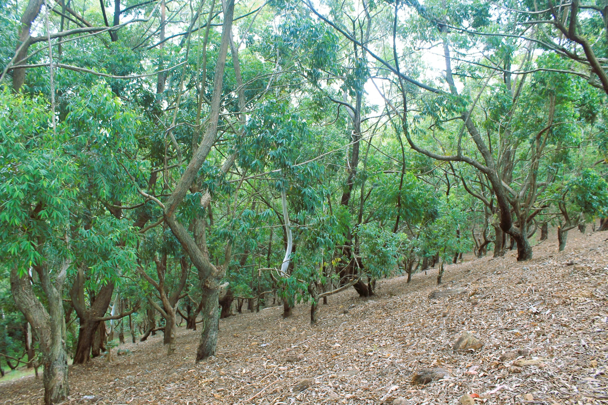 a tree forest filled with lots of trees