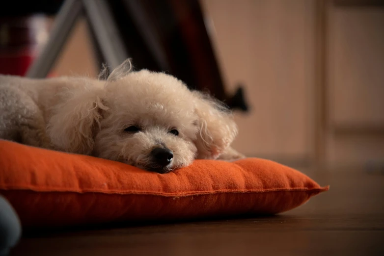 a dog laying down on a pillow on the floor