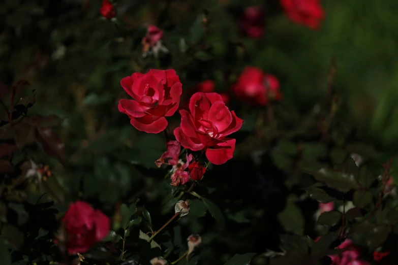 a red rose bunch is blooming in a garden