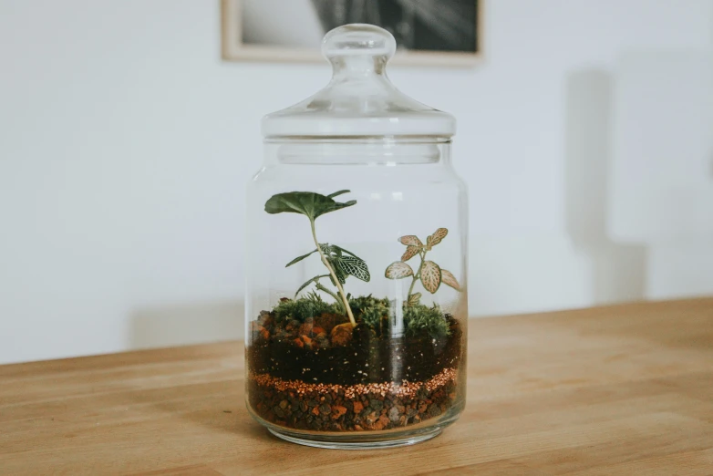 this glass jar with moss is sitting on the table