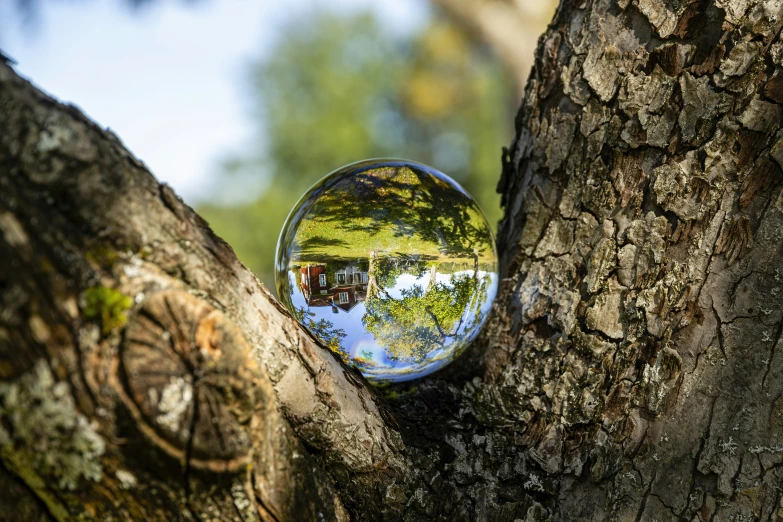 a mirror that is sitting on top of a tree