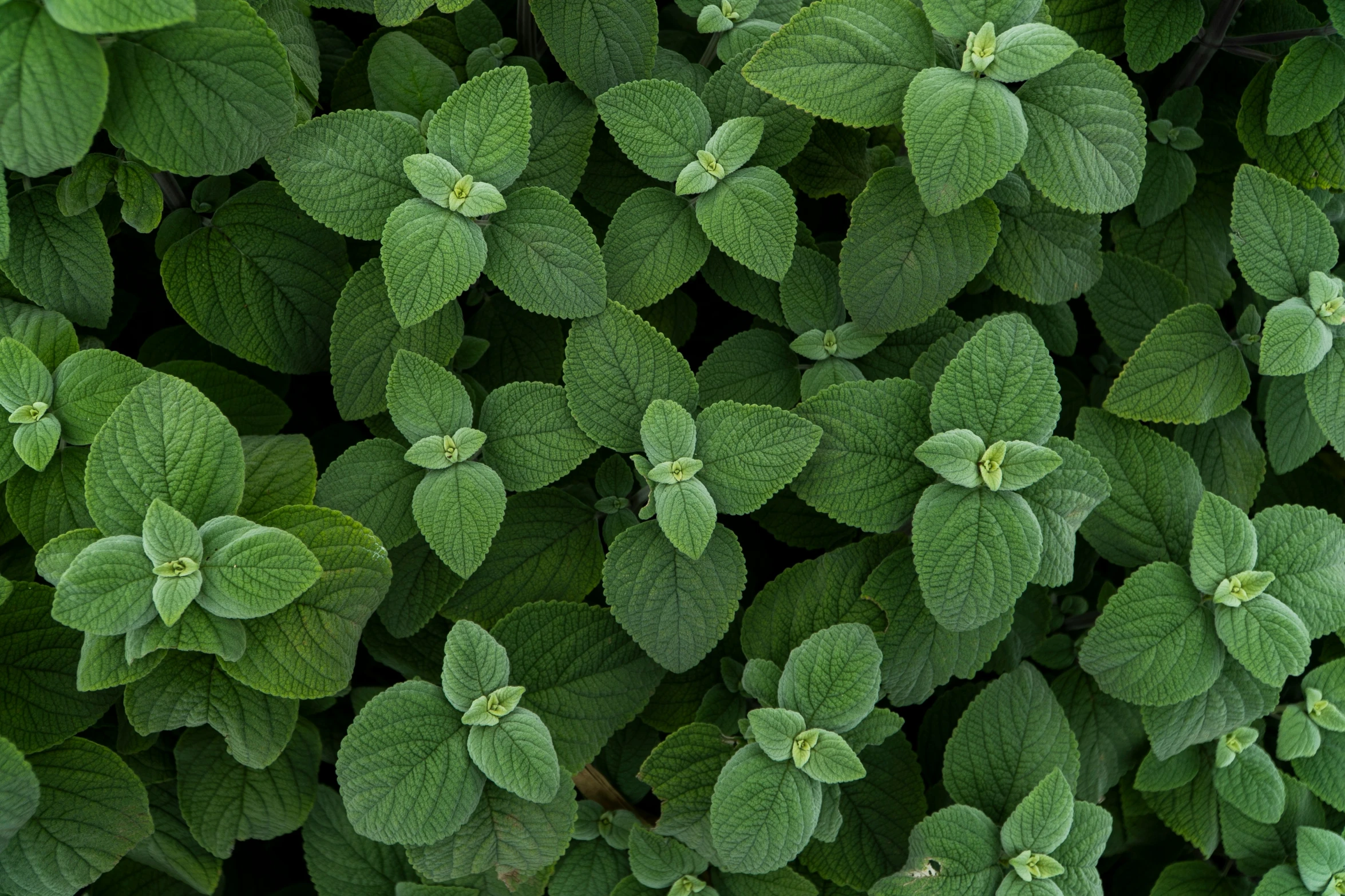 the background po shows several green leaves