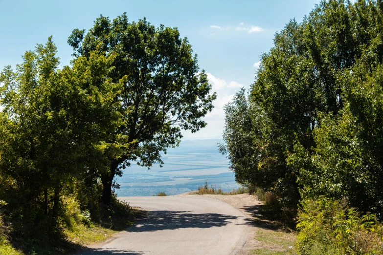 a path with many trees on either side