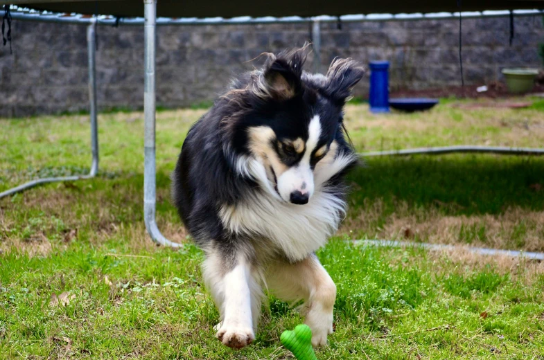 a dog playing with a tennis ball in the yard