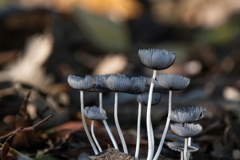 some small gray flowers are on the ground