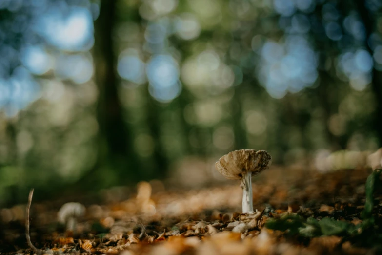 a small mushroom sitting in the forest among leaves