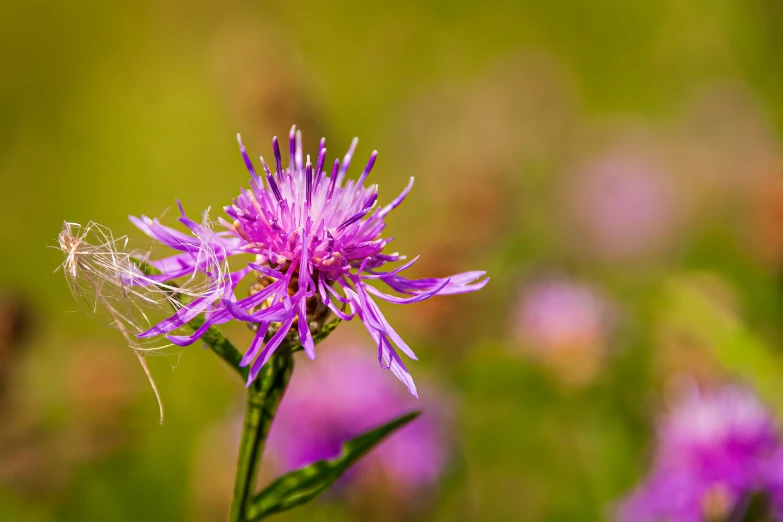 purple flower with large wings and pink flowers in the background