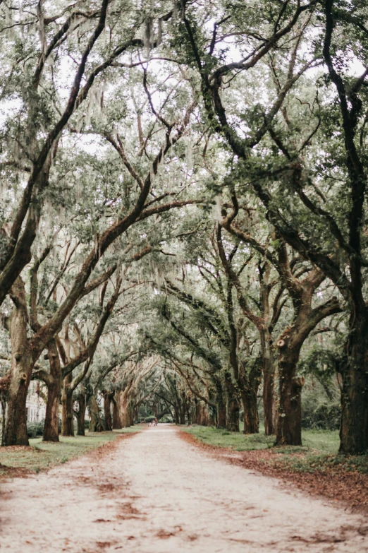 a country road covered in live oak trees