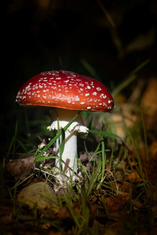 a red mushroom is in the grass