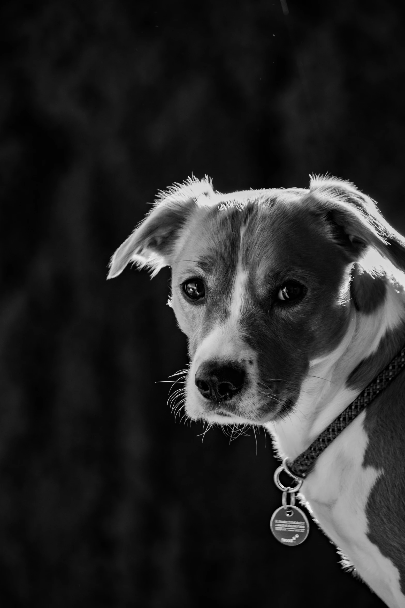 a dog standing and looking away from the camera