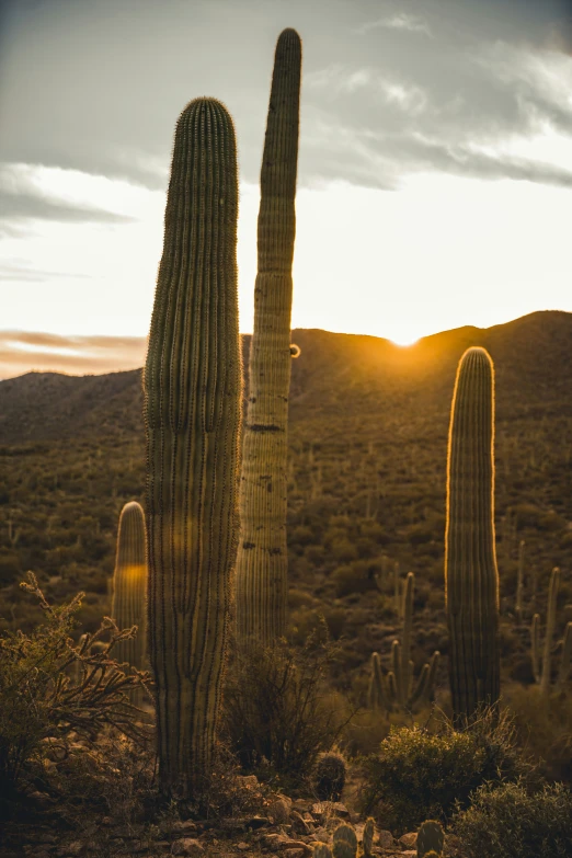 a large cactus plant and some other plants in the desert