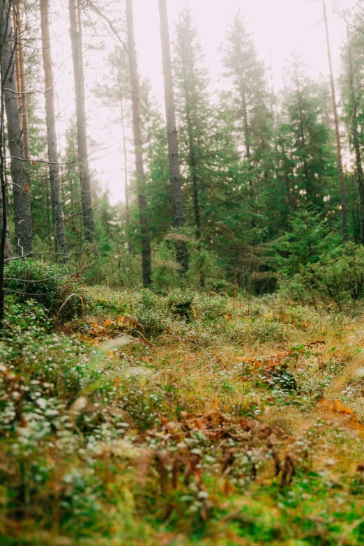 an image of a forest in the wilderness